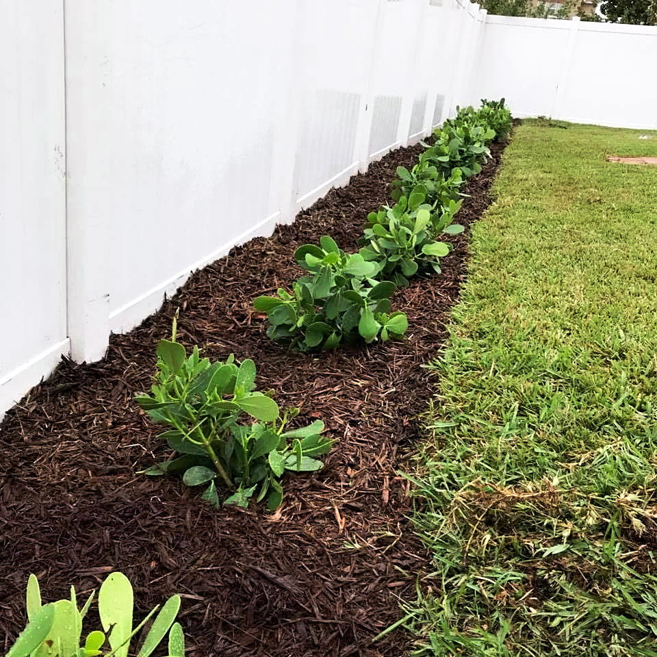 Freshly mulched planting bed with new shrubs along a fence line